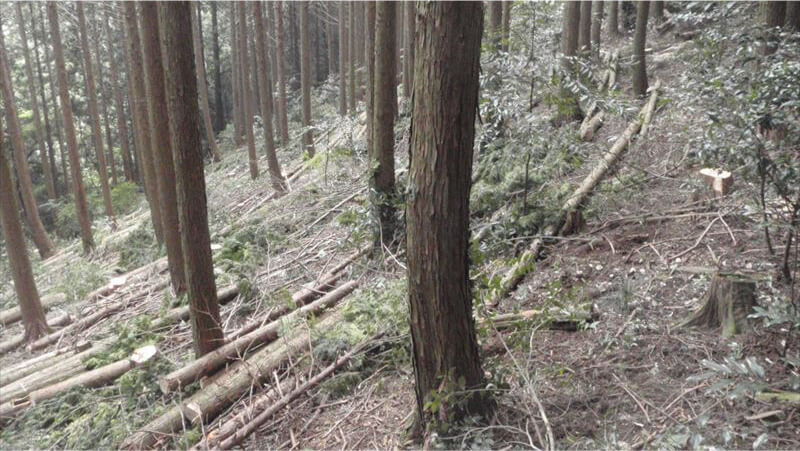 森林整備